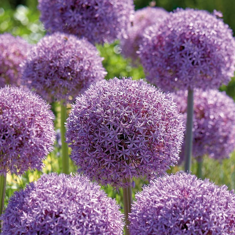 Allium, Prydløg 'Globemaster'