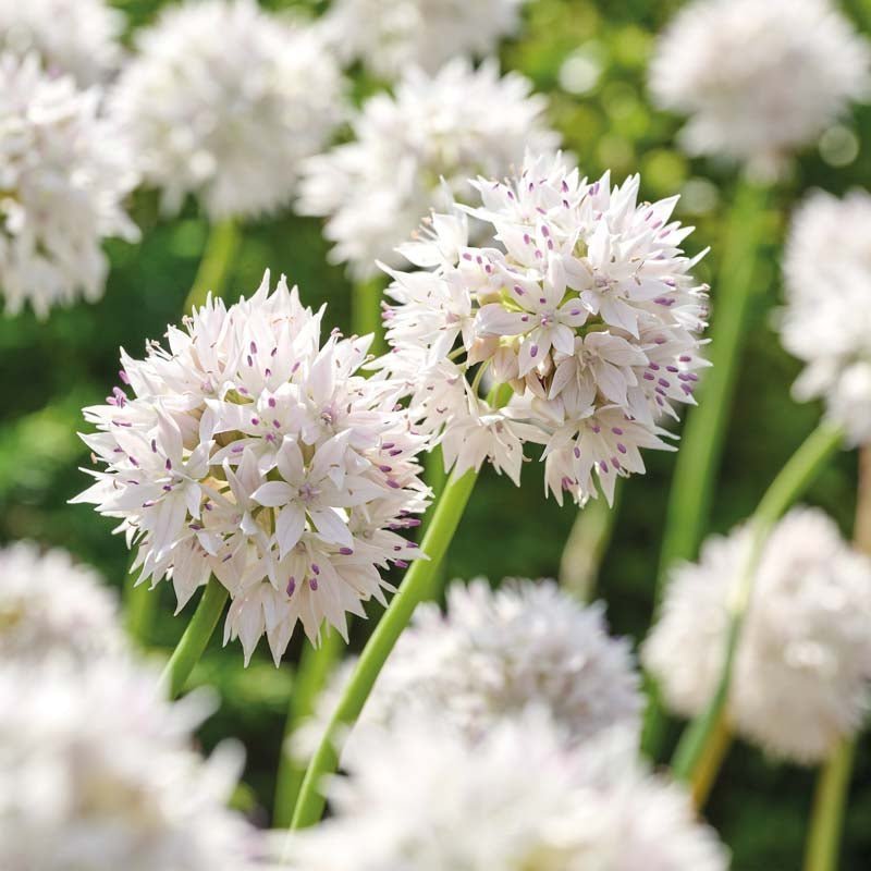 Allium, Prydløg 'Graceful Beauty'