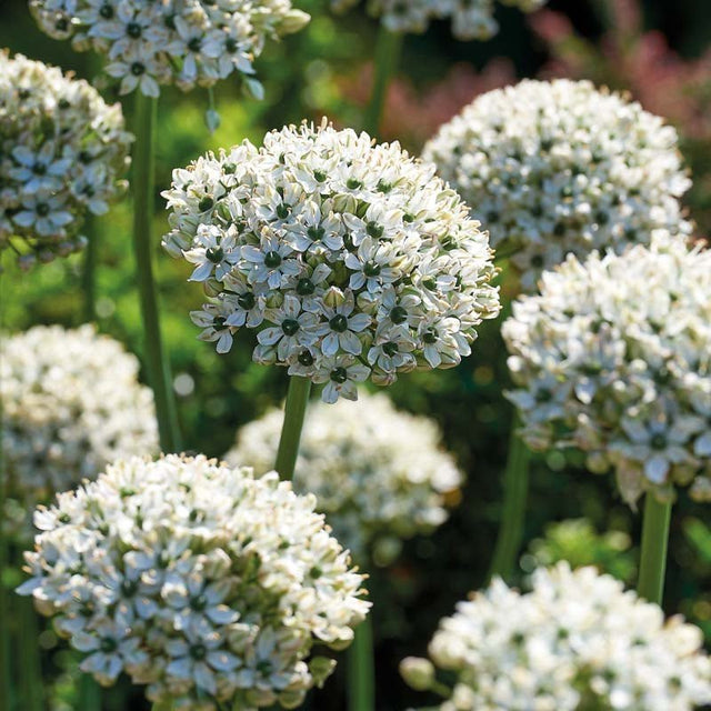 Allium, Prydløg 'Nigrum'