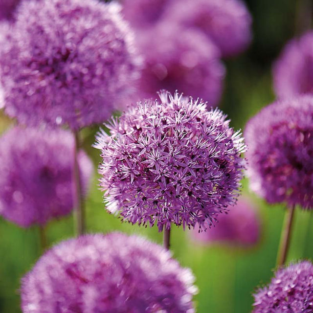 Allium, Prydløg 'Purple Sensation'