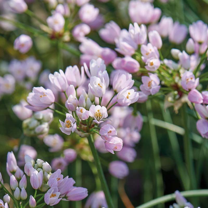 Allium, Prydløg 'Roseum'