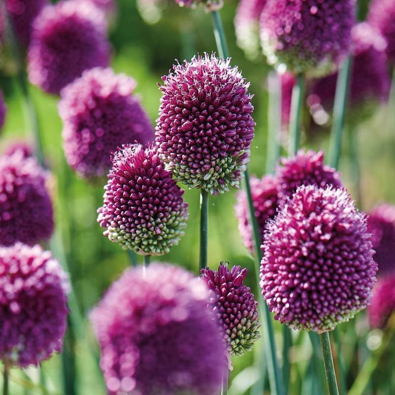 Allium, Prydløg 'Sphaerocephalon'