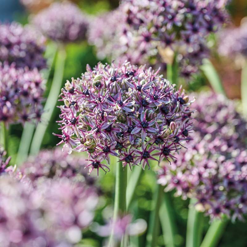 Allium, Prydløg 'Starlight'