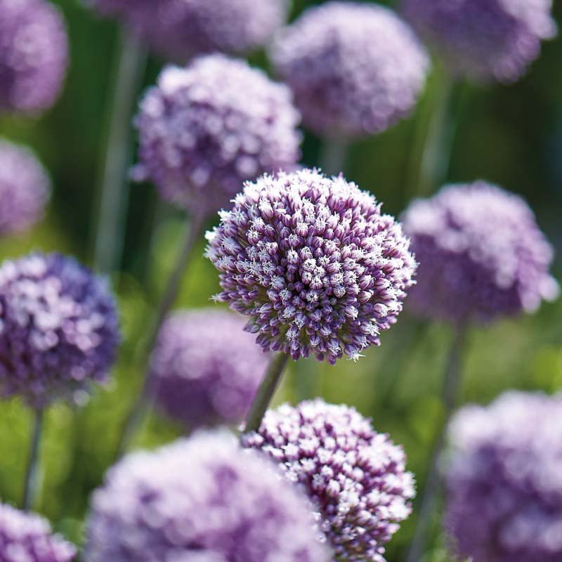 Allium, Prydløg 'Summer Drummer'