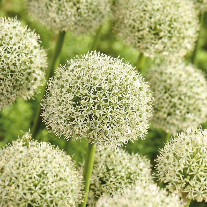 Allium, Prydløg 'White Giant'
