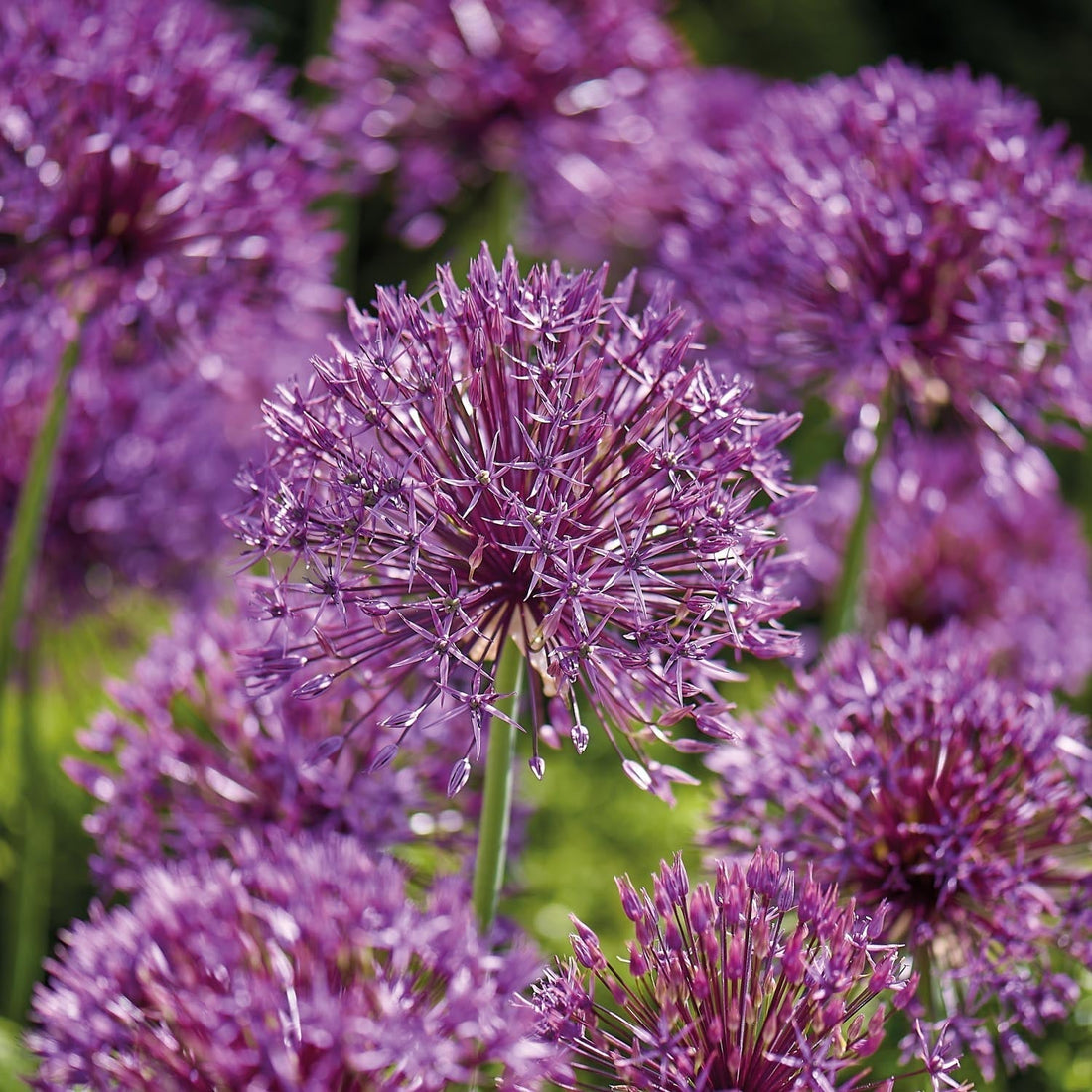 Allium 'Purple Rain'