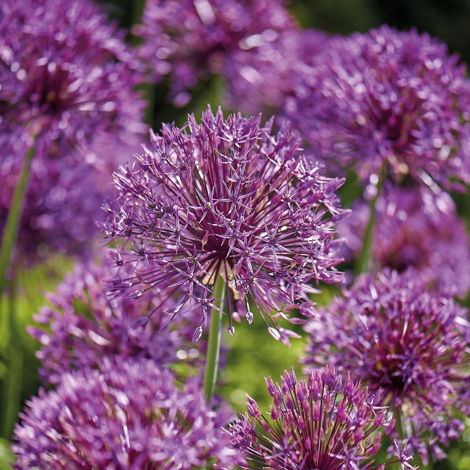 Allium 'Purple Rain'