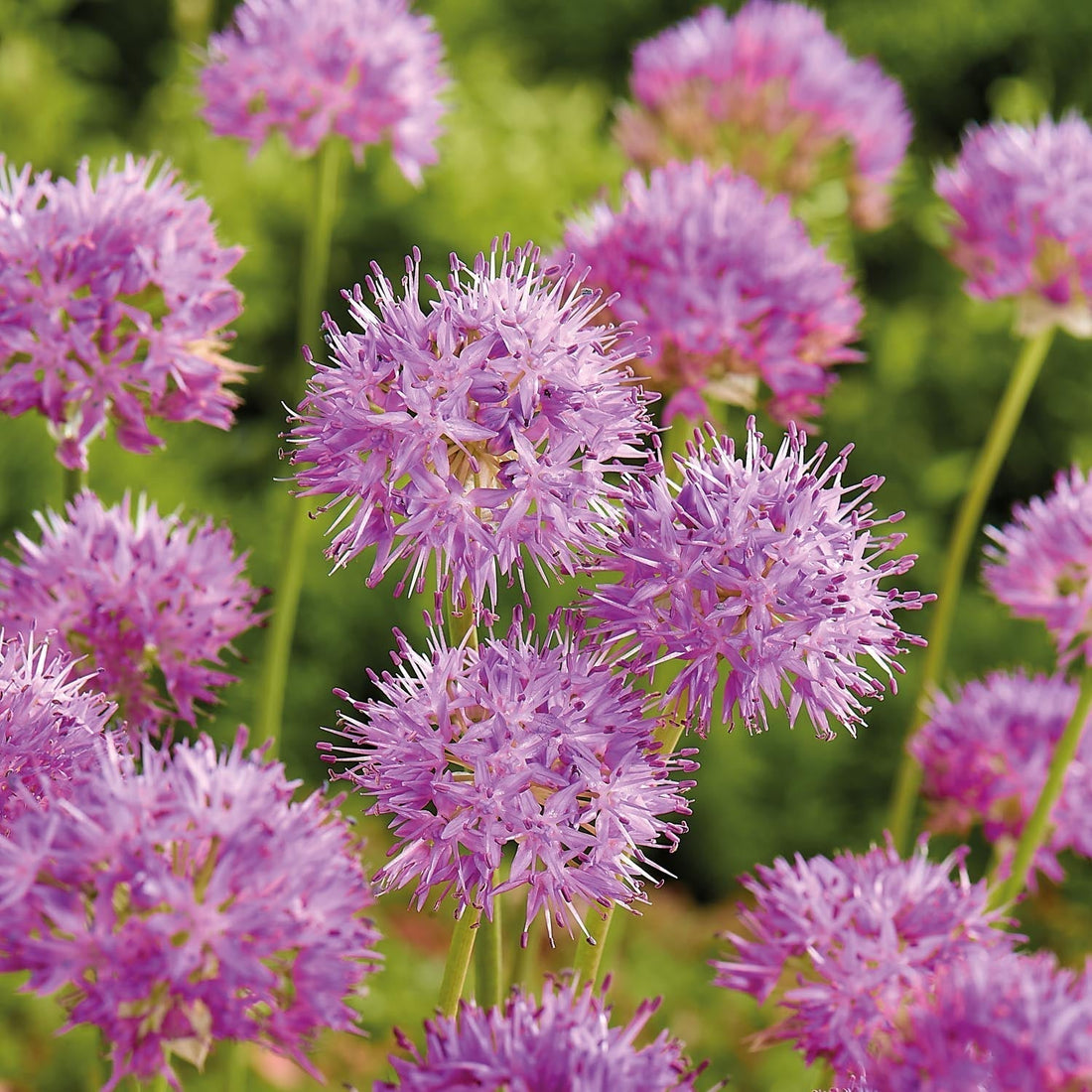 Allium 'Rosy Dream'