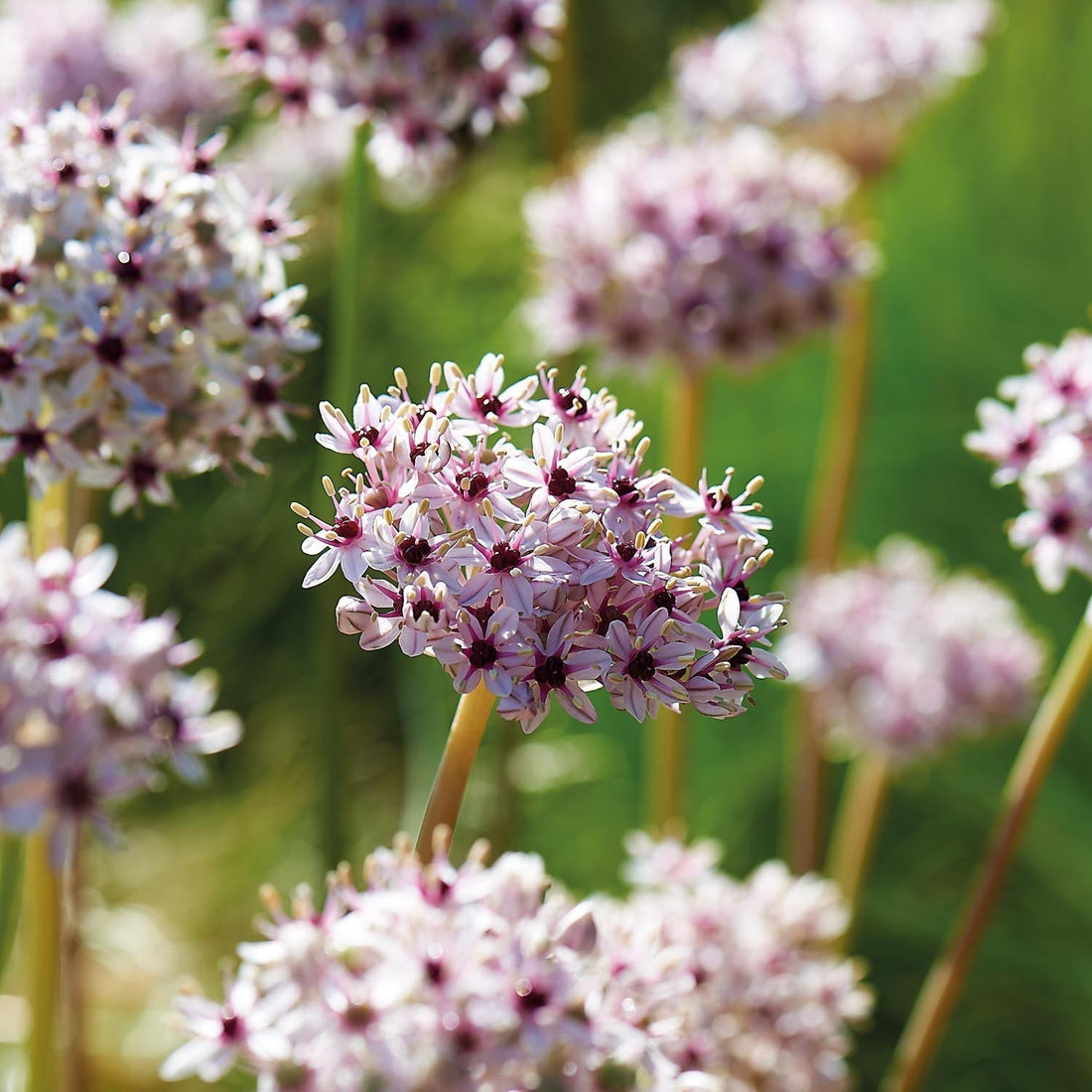 Allium 'Silver Spring'