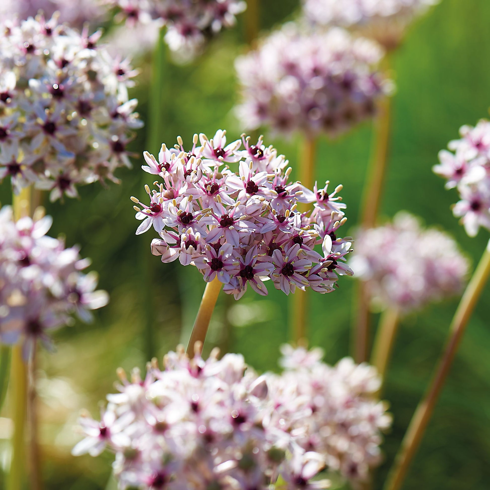Allium 'Silver Spring'