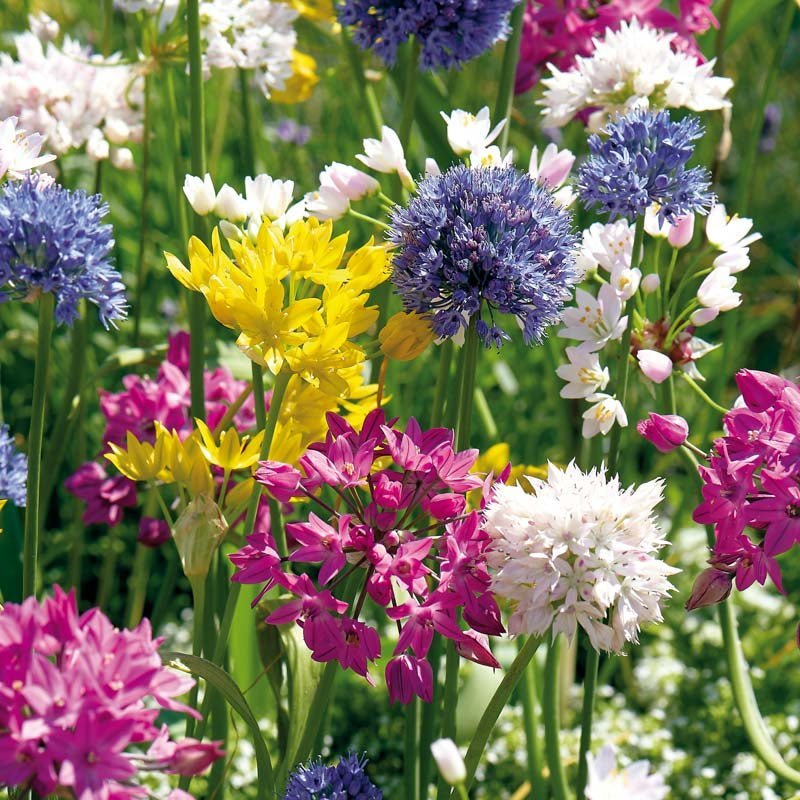 Alliumblanding 'Mini Mixed'