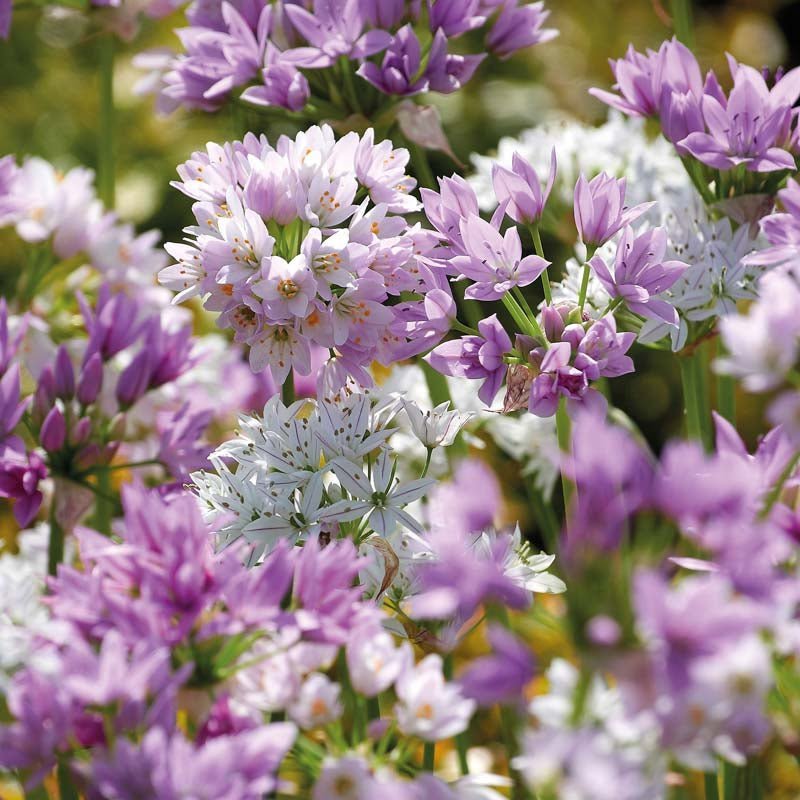 Alliumblanding 'Mini Pink Mixed'
