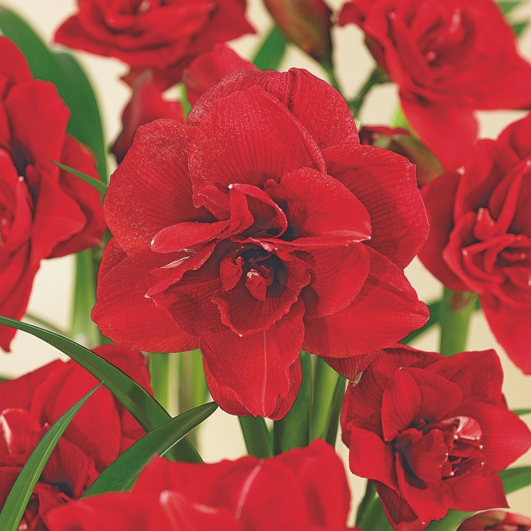 Amaryllis, Hippeastrum 'Amarantia'