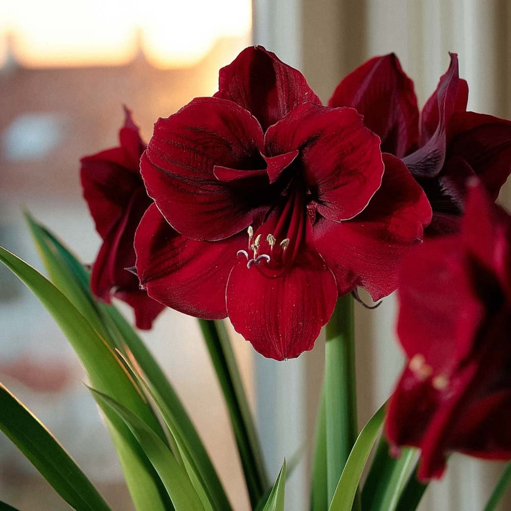 Amaryllis, Hippeastrum 'Benfica'