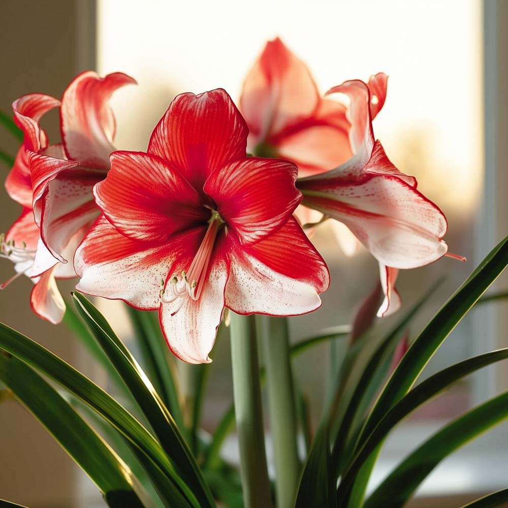 Amaryllis, Hippeastrum 'Charisma'