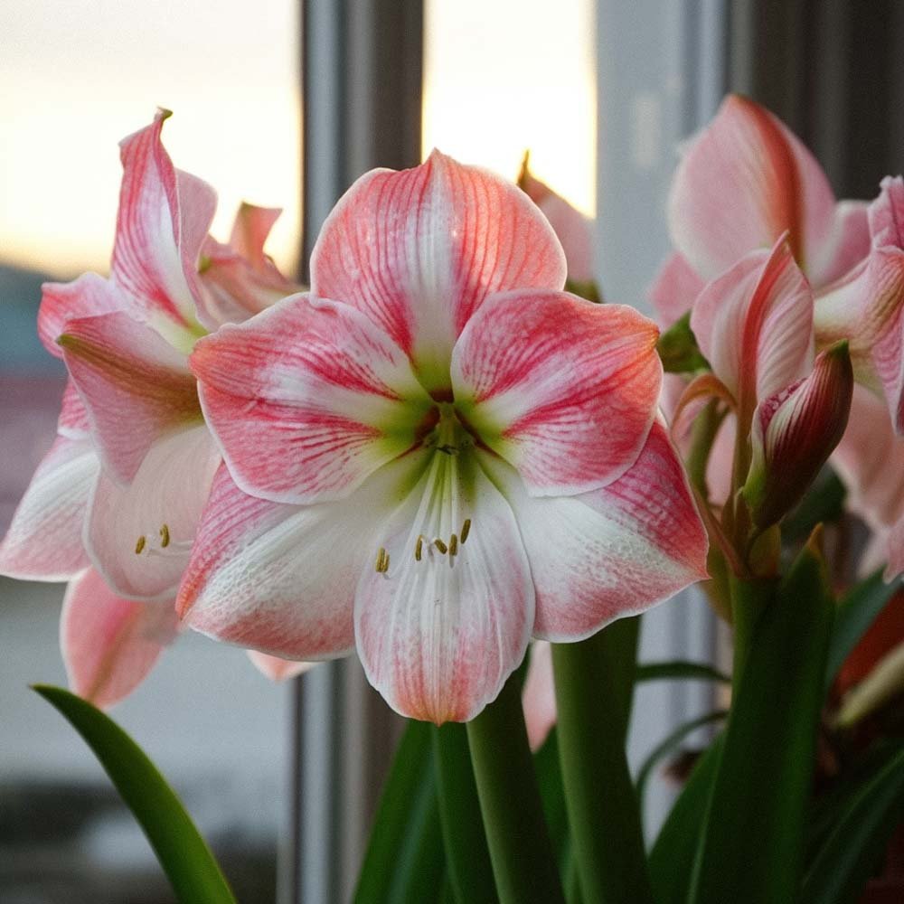 Amaryllis, Hippeastrum 'Cherry Blossom'