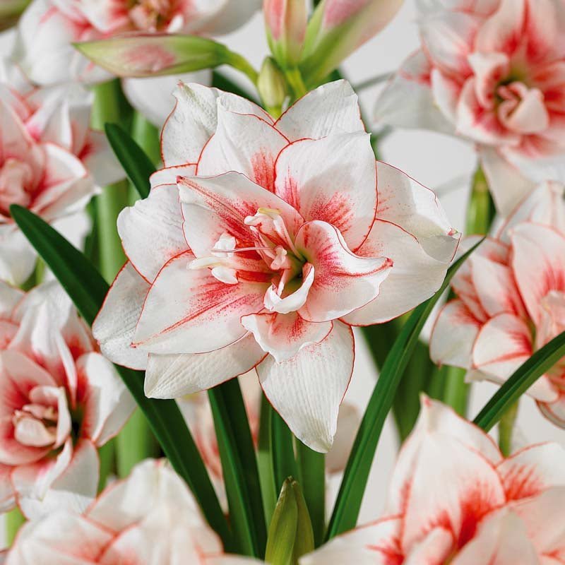 Amaryllis, Hippeastrum 'Elvas'