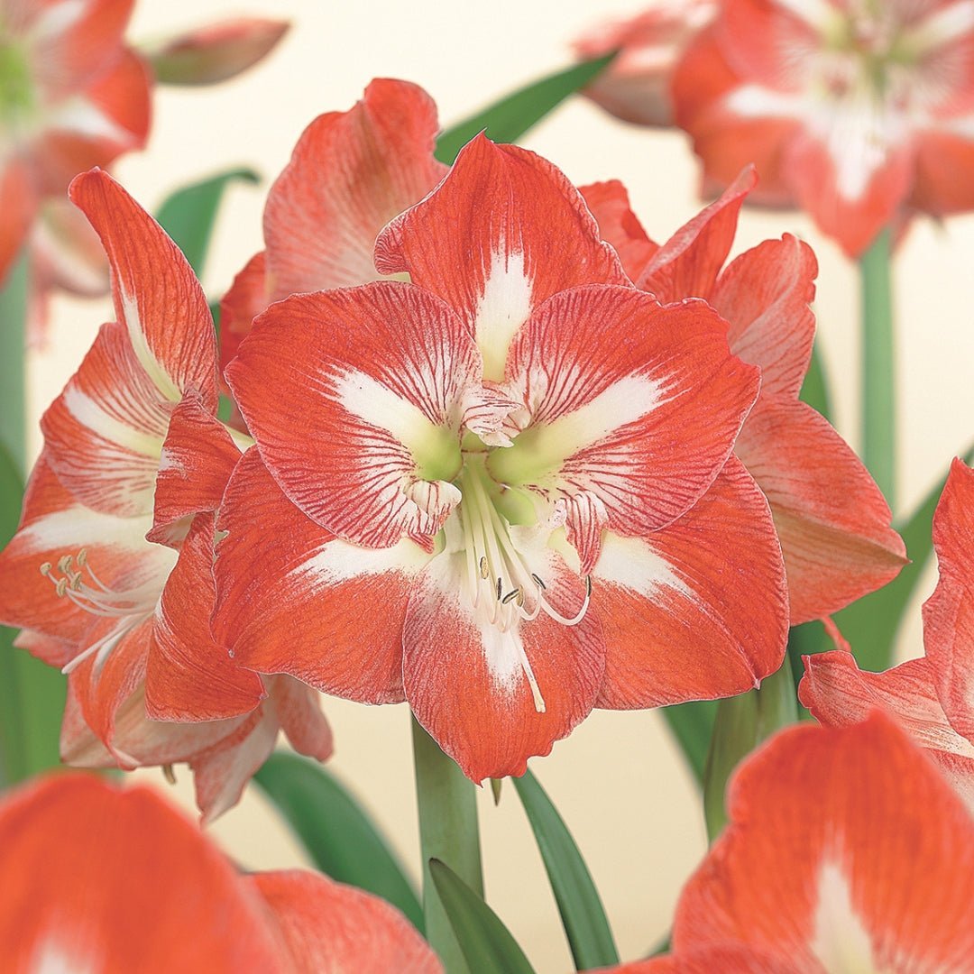 Amaryllis, Hippeastrum 'Minerva'