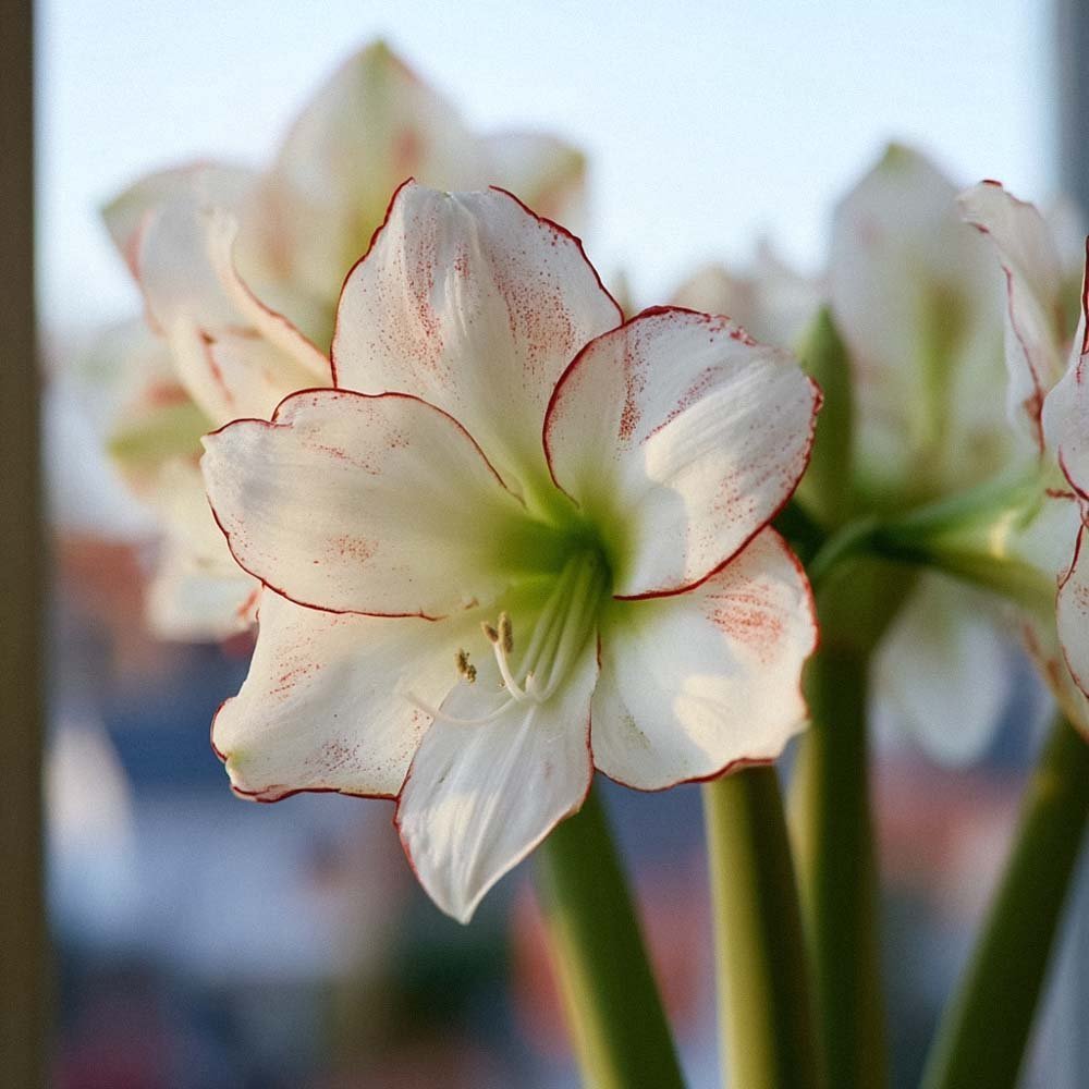 Amaryllis, Hippeastrum 'Picasso'