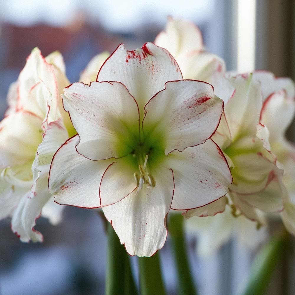 Amaryllis, Hippeastrum 'Picasso'