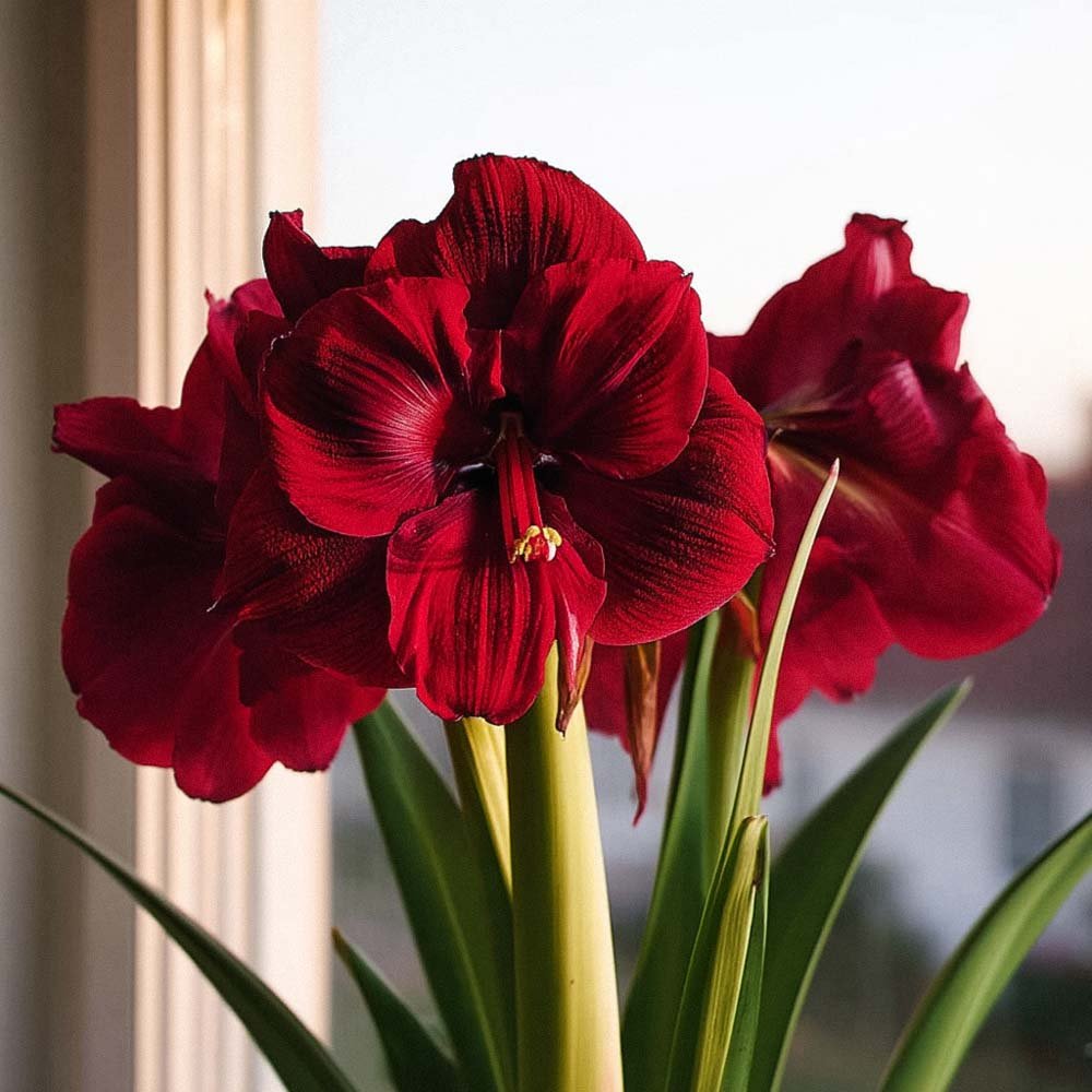 Amaryllis, Hippeastrum 'Tempranillo'