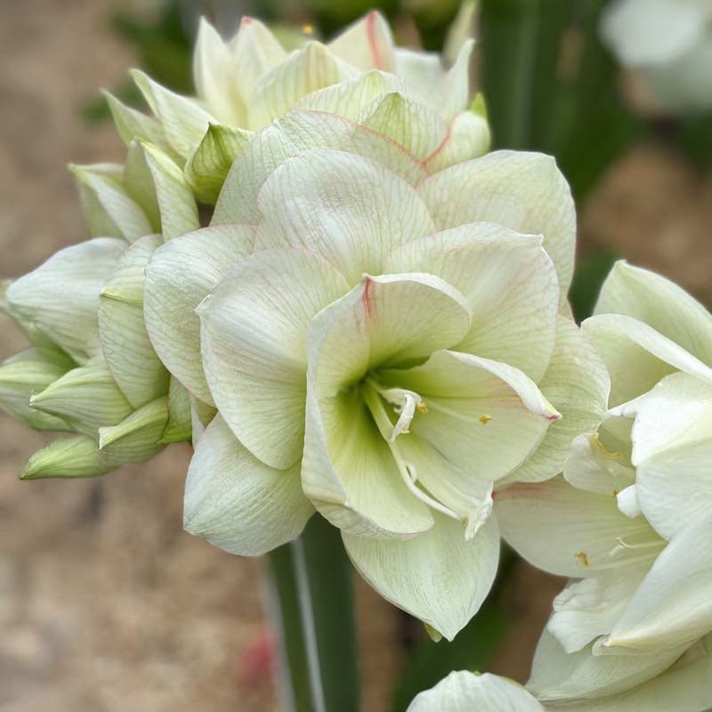 Amaryllis, Hippeastrum 'White Amadeus'