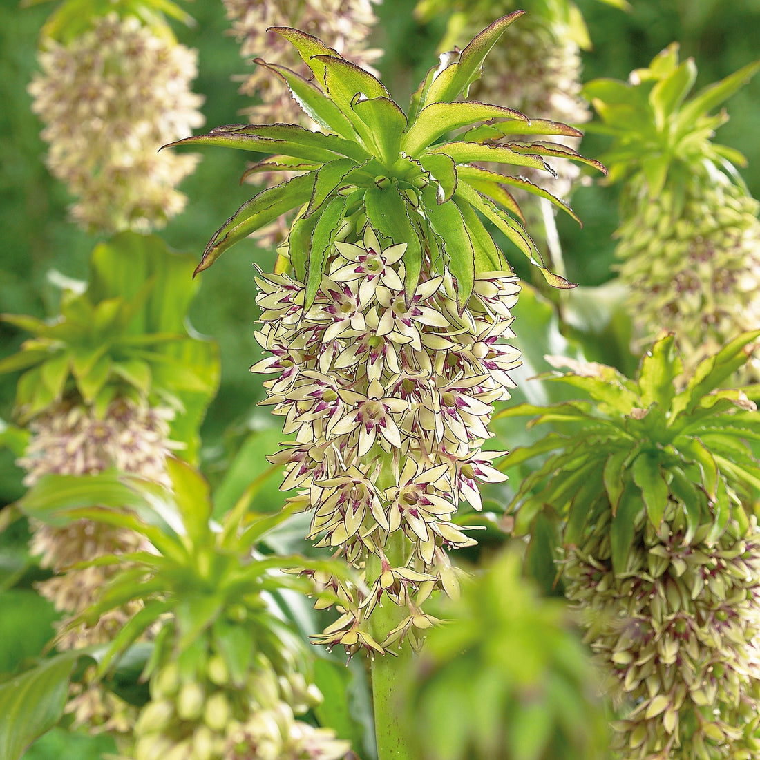 Ananaslilje, Eucomis 'Bicolor'