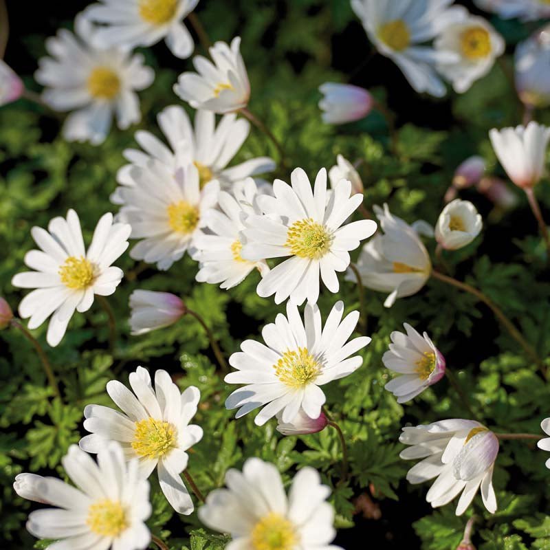 Anemone 'Blanda White Splendour'