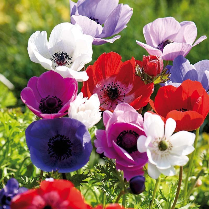 Anemone 'De Caen' mix