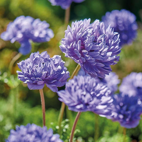 Anemone 'Lord Lieutenant'