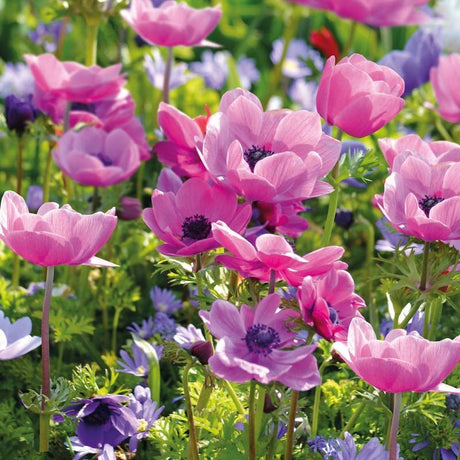 Anemone 'Sylphide'