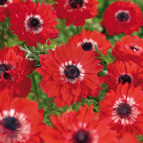 Anemone 'The Governor'