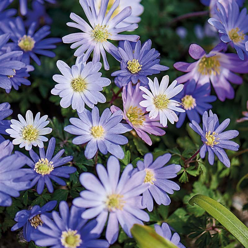 Anemoneblanding 'Blanda Mixed'