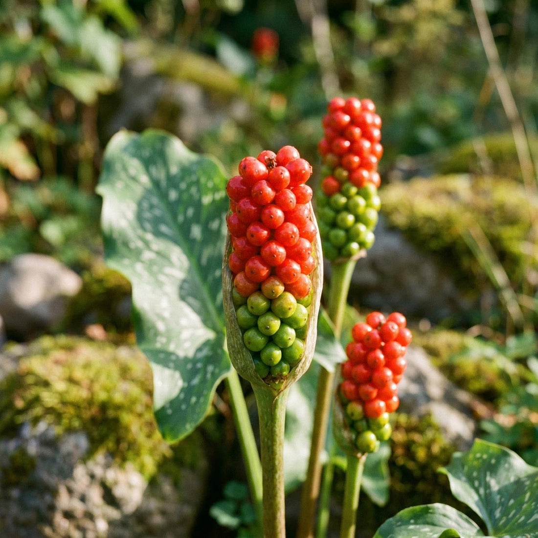 Arum 'Italicum'