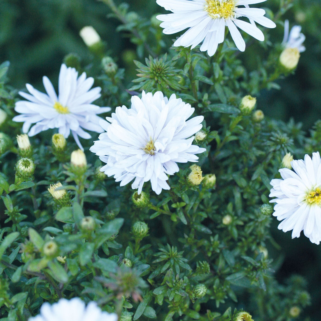 Asters 'Brigitte'