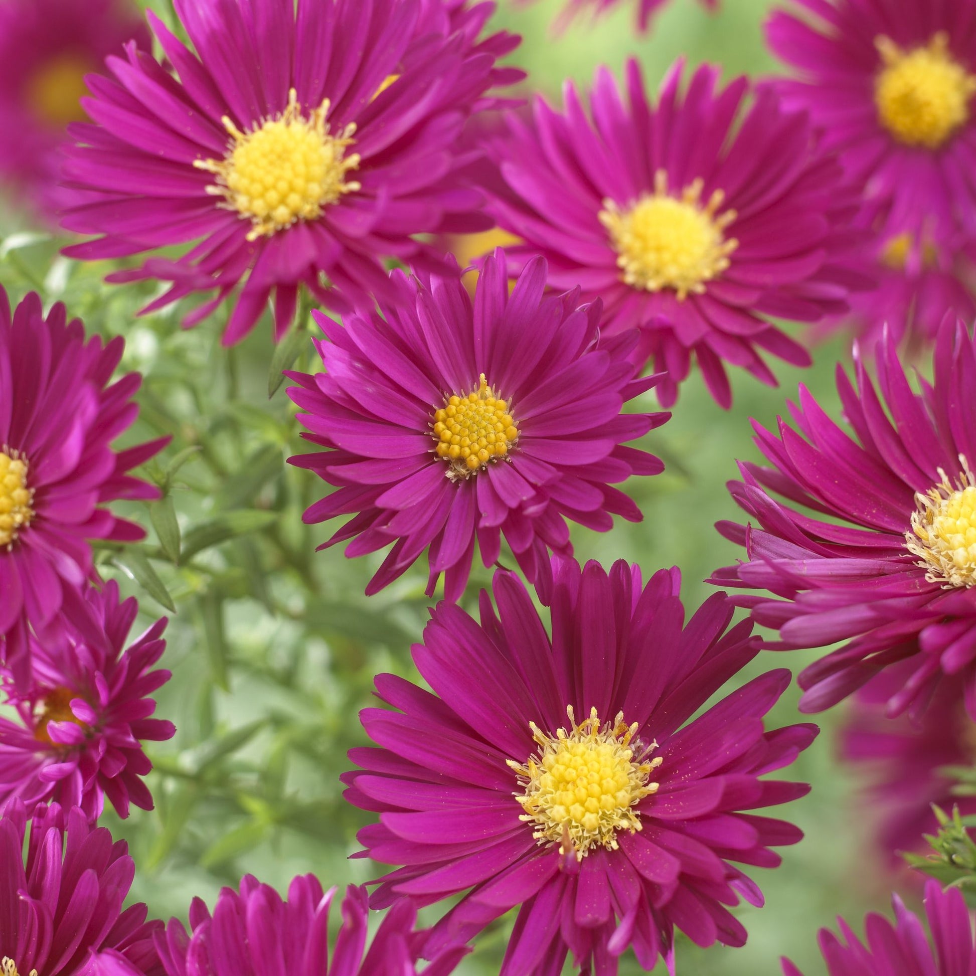 Asters 'Crimson Brocade'