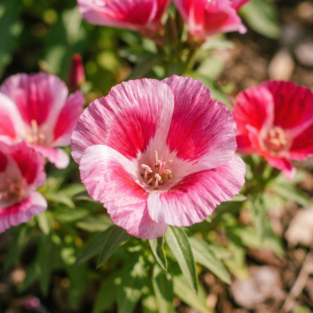 Atlaskblomst frø 'Godetia' - 200 Økologiske frø