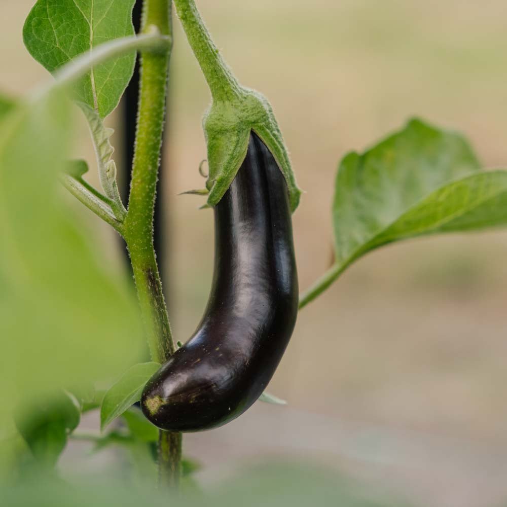 Aubergine frø 'Violetta Lunga 3' - 20 Økologiske frø