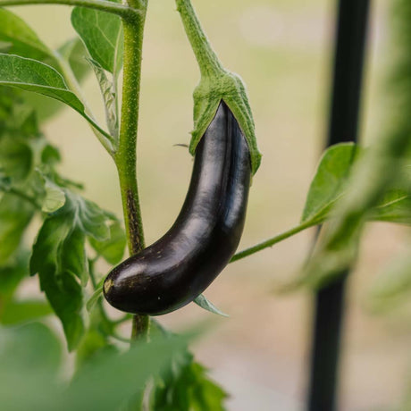 Aubergine frø 'Violetta Lunga 3' - 20 Økologiske frø