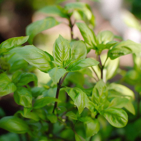 Basilikum frø 'Cinnamon' - 100 Økologiske frø