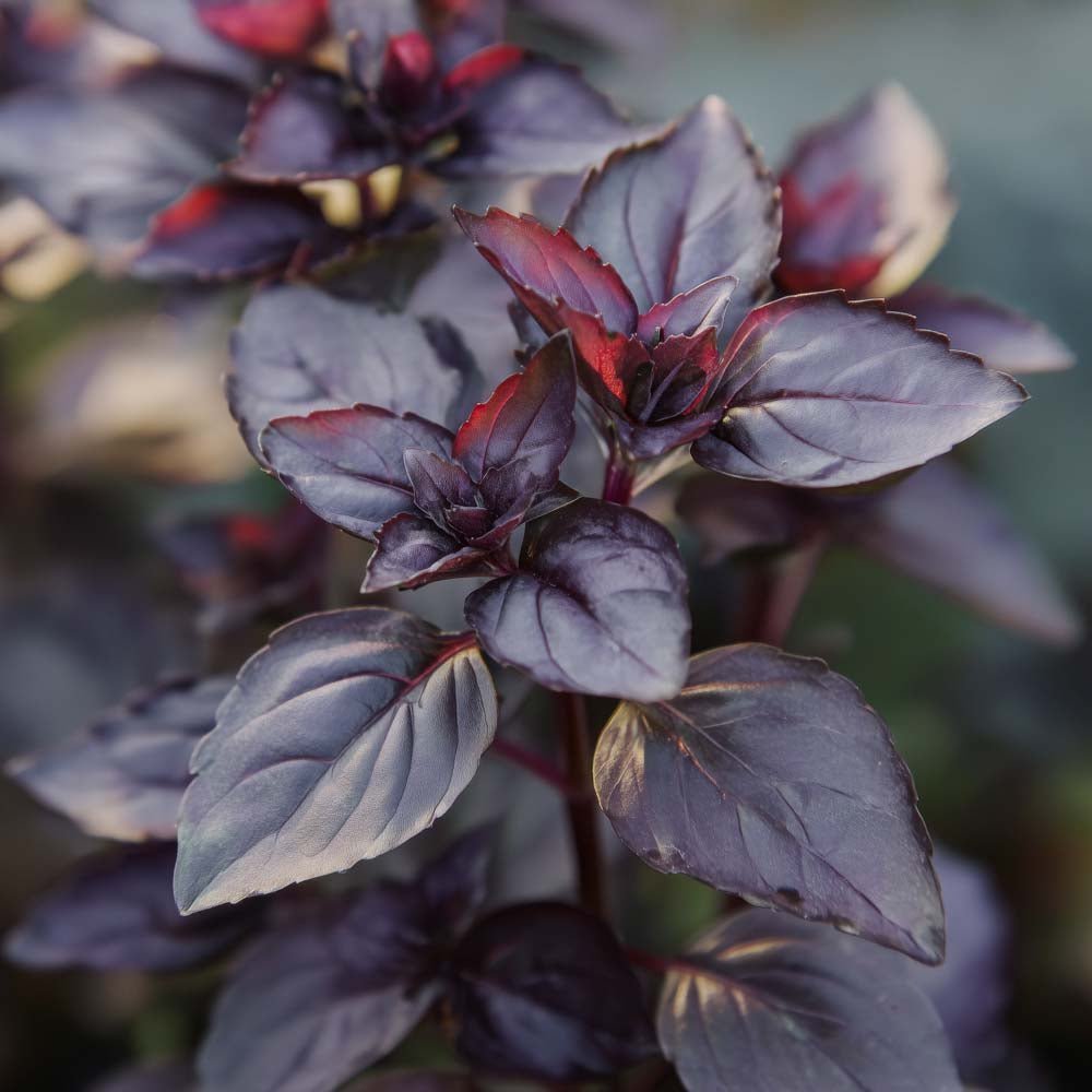 Basilikum frø 'Dark opal' - 120 Økologiske frø