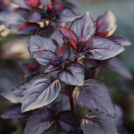 Basilikum frø 'Dark opal' - 120 Økologiske frø