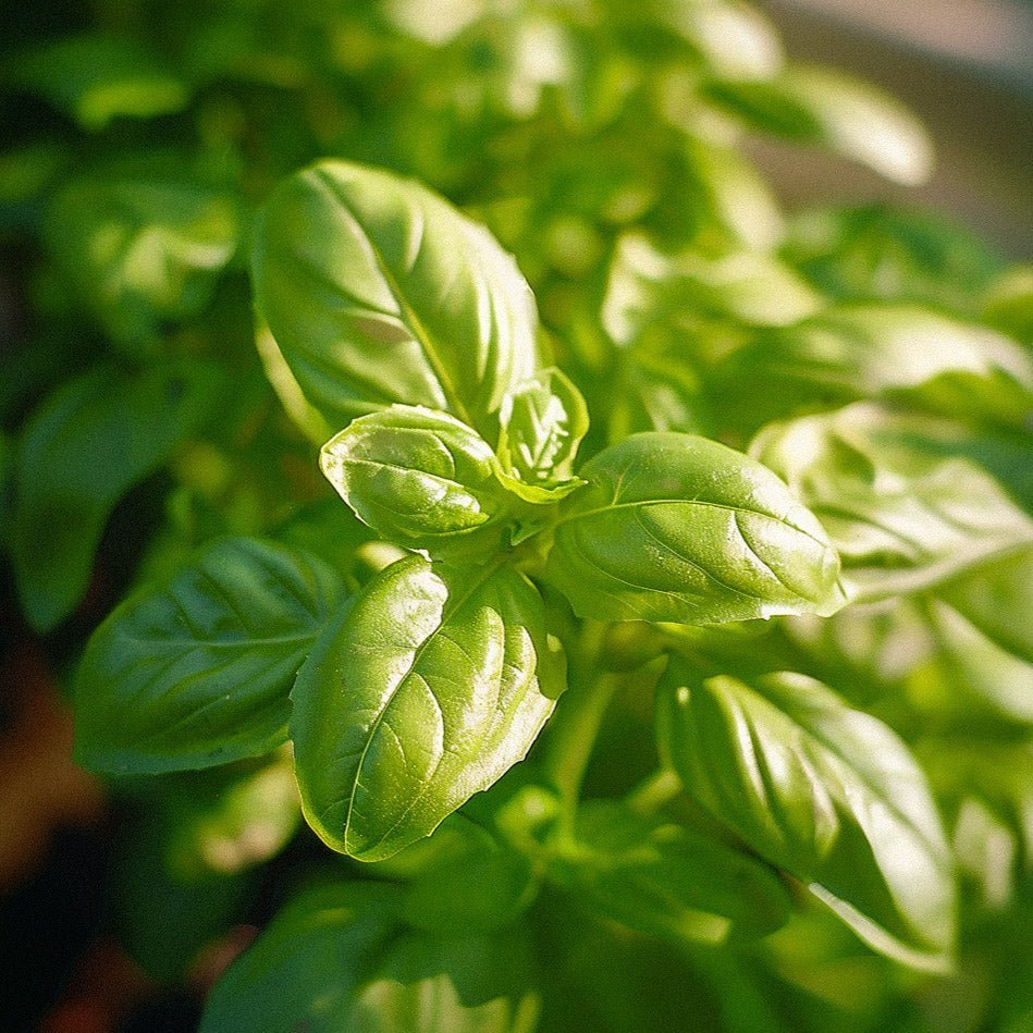 Basilikum frø 'Genovese' - 200 Økologiske frø