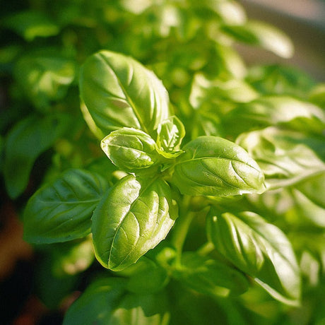 Basilikum frø 'Genovese' - 200 Økologiske frø