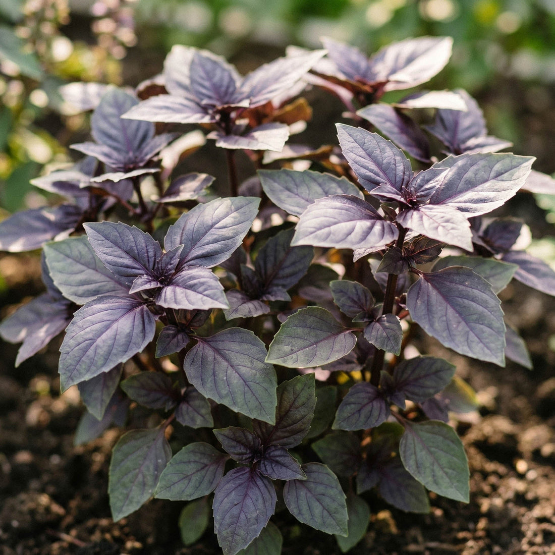 Basilikum frø 'Red basil' - 180 Økologiske frø