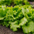 Batavia salat frø 'Blonde de Paris' - 200 Økologiske frø