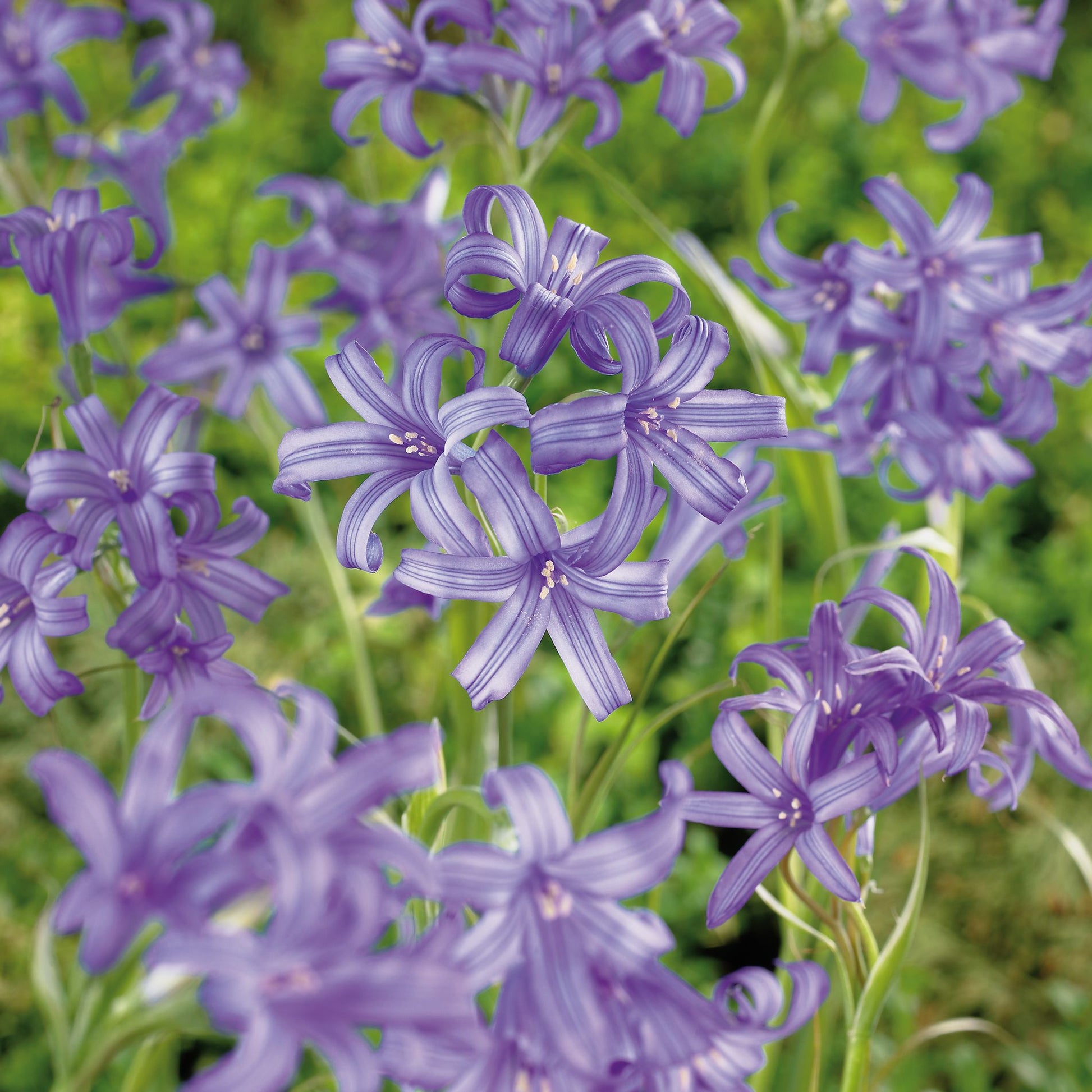 Bjerglilje, Ixiolirion 'Tataricum'