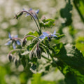 Blå hjulkrone frø - 50 Økologiske frø