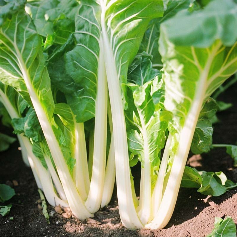 Bladbede frø 'White Silver 3' - 50 Økologiske frø