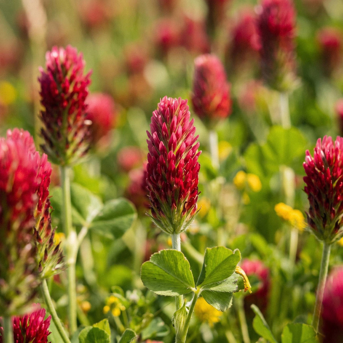 Blodkløver frø 'Crimson clover' - 1000 Økologiske frø